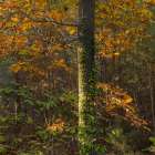 USA, New Jersey, Pine Barrens National Preserve. Forest scenic in autumn. Art Print